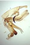 Neofaculta infernella