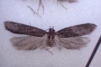 Neofaculta infernella
