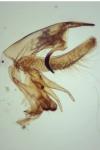 Neofaculta infernella