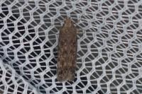 Scrobipalpa atriplicella
