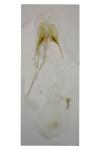 Scrobipalpa atriplicella