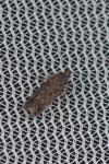 Scrobipalpa atriplicella