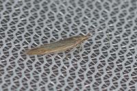 Coleophora saxicolella