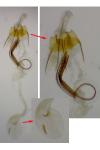 Coleophora saxicolella