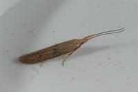 Coleophora salicorniae