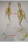 Coleophora salicorniae