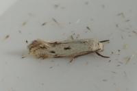 Elachista biatomella