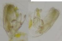 Elachista biatomella