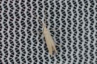 Coleophora deviella