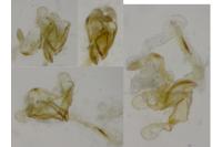 Coleophora deviella