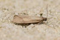 Diurnea lipsiella