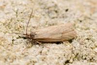 Diurnea lipsiella