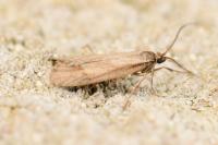 Diurnea lipsiella