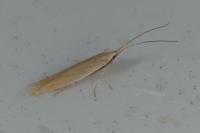Coleophora aestuariella
