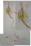 Coleophora aestuariella