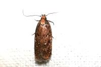 Depressaria albipunctella