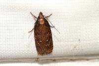 Depressaria albipunctella