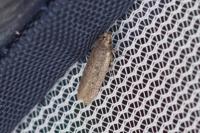Bryotropha figulella