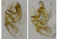 Bryotropha figulella