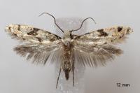 Nemapogon nevadellus