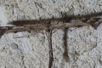 Amblyptilia acanthadactyla