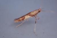 Caloptilia hauderi