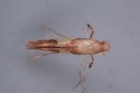 Caloptilia hauderi
