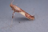 Caloptilia hauderi