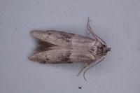 Hypatopa segnella