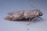 Hypatopa segnella