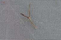 Agdistis bennetii