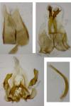 Agdistis bennetii