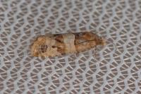 Lobesia indusiana