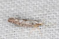 Argyresthia spinosella