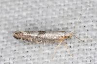 Argyresthia spinosella