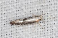 Argyresthia spinosella