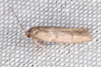 Blastobasis