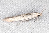 Coleophora silenella