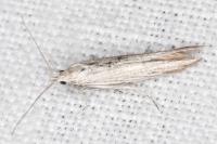 Coleophora silenella