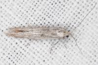 Coleophora silenella
