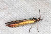 Coleophora trifolii
