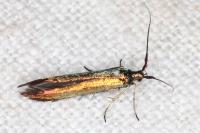 Coleophora trifolii