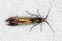Coleophora trifolii