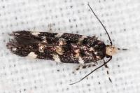 Eteobalea beata