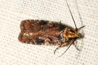 Agonopterix liturosa