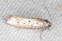 Ethmia terminella