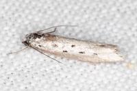 Ethmia terminella