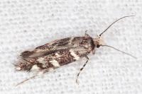 Eteobalea