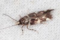 Eteobalea