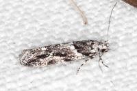 Recurvaria nanella